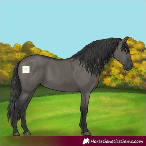 Horse Color:Grullo 