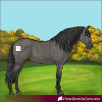 Horse Color:Grullo 