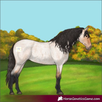 Horse Color:Bay Roan Dun 