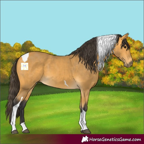 Horse Color:Buckskin Tobiano