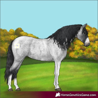 Horse Color:Blue Roan Tobiano Frame 
