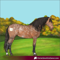 Horse Color:Bay Ice 