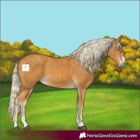Horse Color:Palomino 