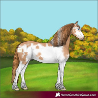 Horse Color:Red Roan Splash Frame 