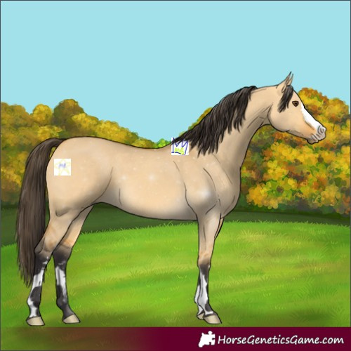 Horse Color:Buckskin Dun 