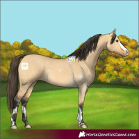 Horse Color:Buckskin Dun 