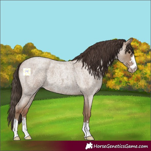 Horse Color:Classic Champagne Roan 