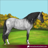 Horse Color:Blue Roan 