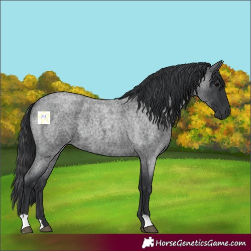 Horse Color:Blue Roan 