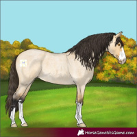 Horse Color:Buckskin Roan Dun 