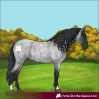 Horse Color:Blue Roan 