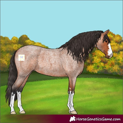 Horse Color:Bay Roan 