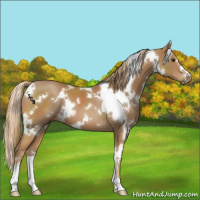 Horse Color:White Spotted Chestnut 