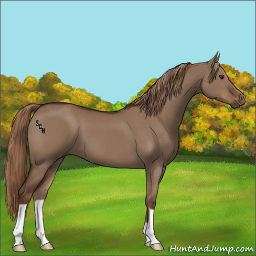 Horse Color:Liver Red Dun 