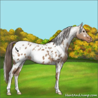 Horse Color:White Spotted Liver Red Dun Appaloosa 