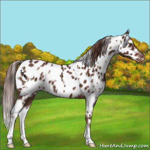 Horse Color:White Spotted Liver Chestnut Appaloosa 