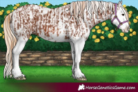 Horse Color:Chestnut Splash  and Palomino Appaloosa 