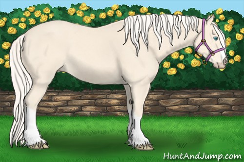 Horse Color:Cremello 