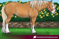 Horse Color:Palomino Splash 