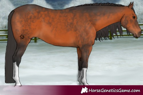 Horse Color:Brown Sabino Tobiano 