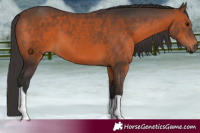 Horse Color:Brown Sabino Tobiano 