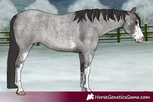 Horse Color:Smoky Blue Roan Sabino 