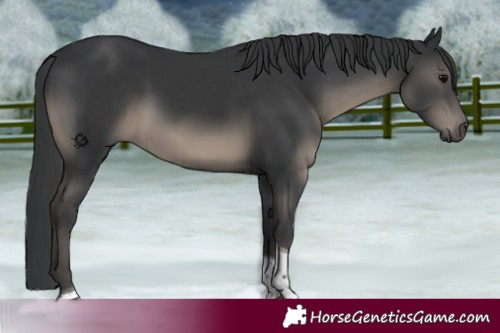 Horse Color:Platinum Black Tobiano