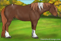 Horse Color:Gray Chestnut Tobiano