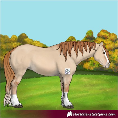 Horse Color:Red Dun Splash 