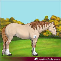 Horse Color:Red Dun Splash 