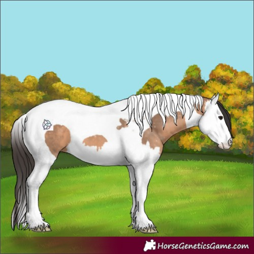 Horse Color:Bay Dun Splash Tobiano 
