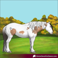 Horse Color:Bay Dun Splash Tobiano 