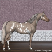 Horse Color:White Spotted Silver Grullo Roan 