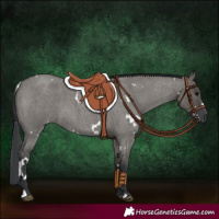 Horse Color:White Spotted Grullo Roan 