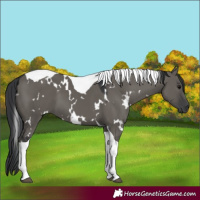 Horse Color:White Spotted Grullo Tobiano