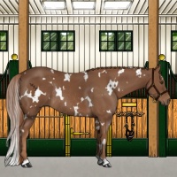 Horse Color:White Spotted Chestnut Rabicano 