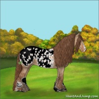 Horse Color:Red Dun Sabino Appaloosa 