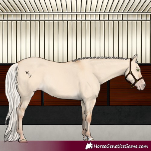 Horse Color:Silver Amber Champagne Dun Rabicano