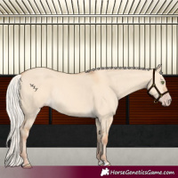 Horse Color:Silver Amber Champagne Dun Rabicano 