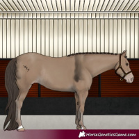 Horse Color:Classic Champagne Rabicano 