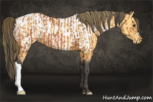 Horse Color:Bay  and Buckskin Near Leopard 