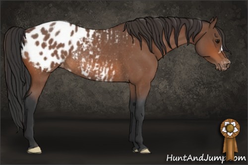 Horse Color:Bay Roan Appaloosa  and Bay Roan Appaloosa Rabicano 