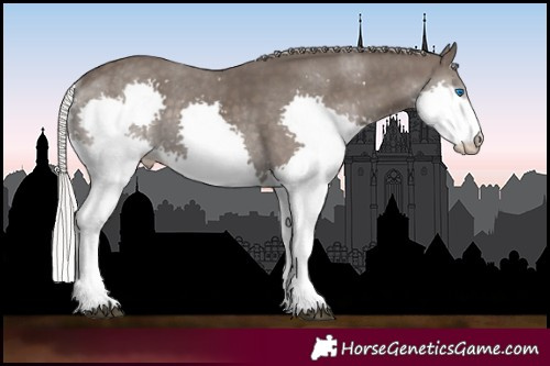 Horse Color:Silver Black Splash 