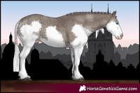 Horse Color:Silver Black Splash