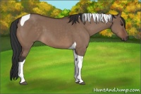 Horse Color:Bay Dun Tobiano 