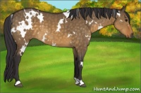 Horse Color:White Spotted Buckskin Dun 
