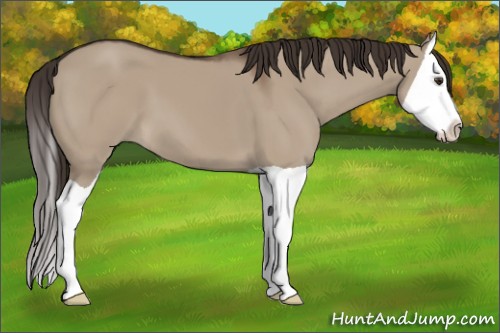 Horse Color:Liver Red Dun Splash 