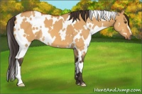 Horse Color:White Spotted Buckskin Dun 