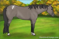 Horse Color:Grullo Appaloosa 