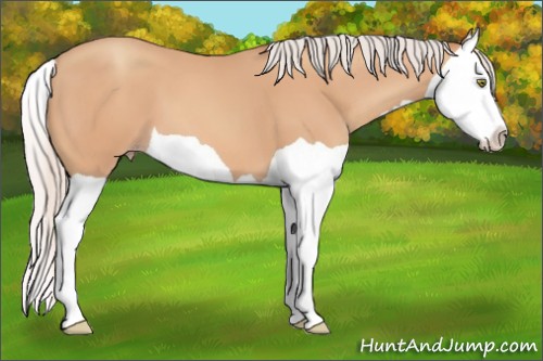 Horse Color:Silver Amber Champagne Splash